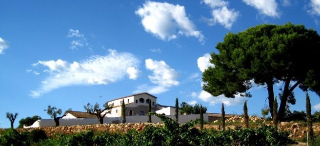 A la DO Penedès els raïms blancs ens regalen vins únics, aromàtics i frescs amb alè mediterrani